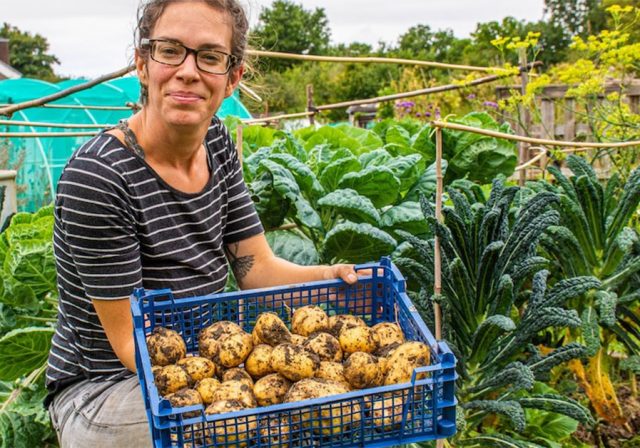 Abi Sweet from Alive with potato harvest