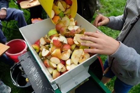 Hands sorting apples to make juice