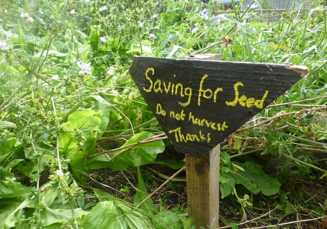 'Saving for Seed' sign