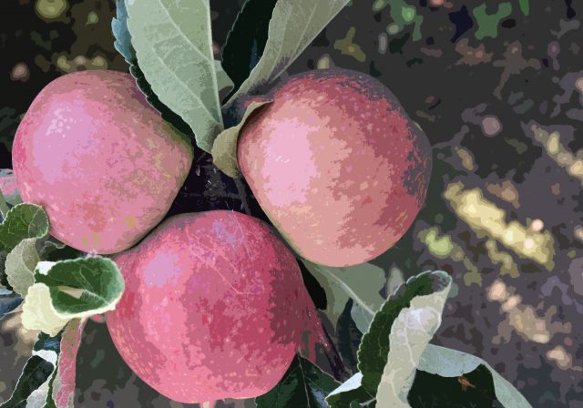 Apples illustration from 72 Seasons Southville