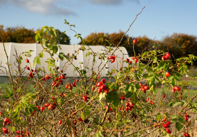 Rosehips at The Community Farm