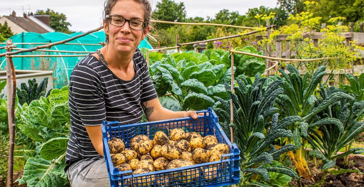 Abi Sweet from Alive with potato harvest