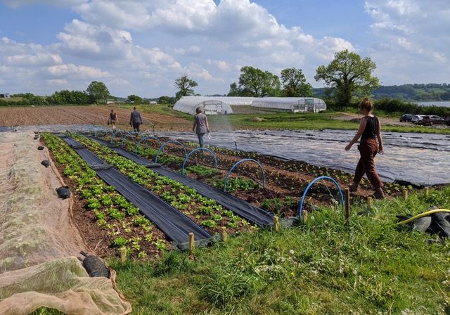 The Community Farm
