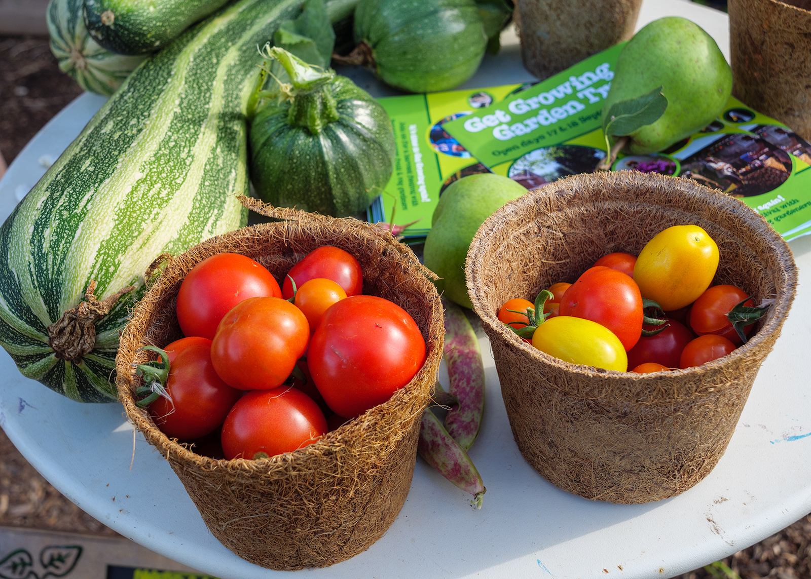 Tomatoes, marrows and courgettes harvested at the Get Growing Trail 2022.
