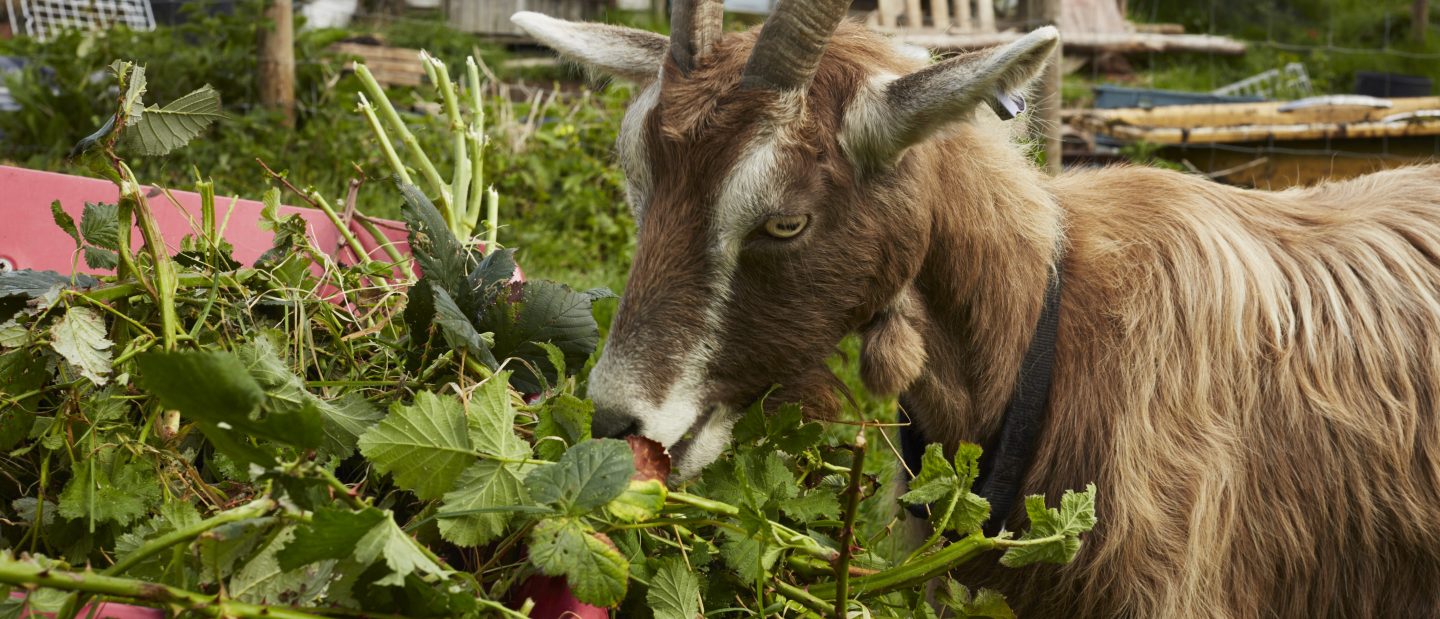 Goat eating brambles (photo by Ramona Andrews)