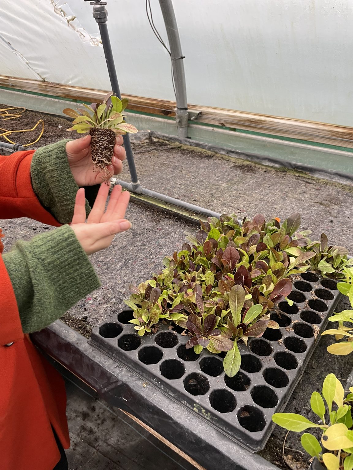 Bristol Community Food Gardens St Werburghs City Farm & Propagation