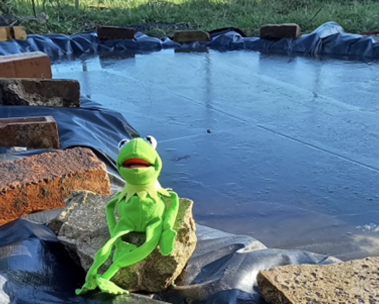 Kermit the frog toy next to the Sea Mills Community Garden pond