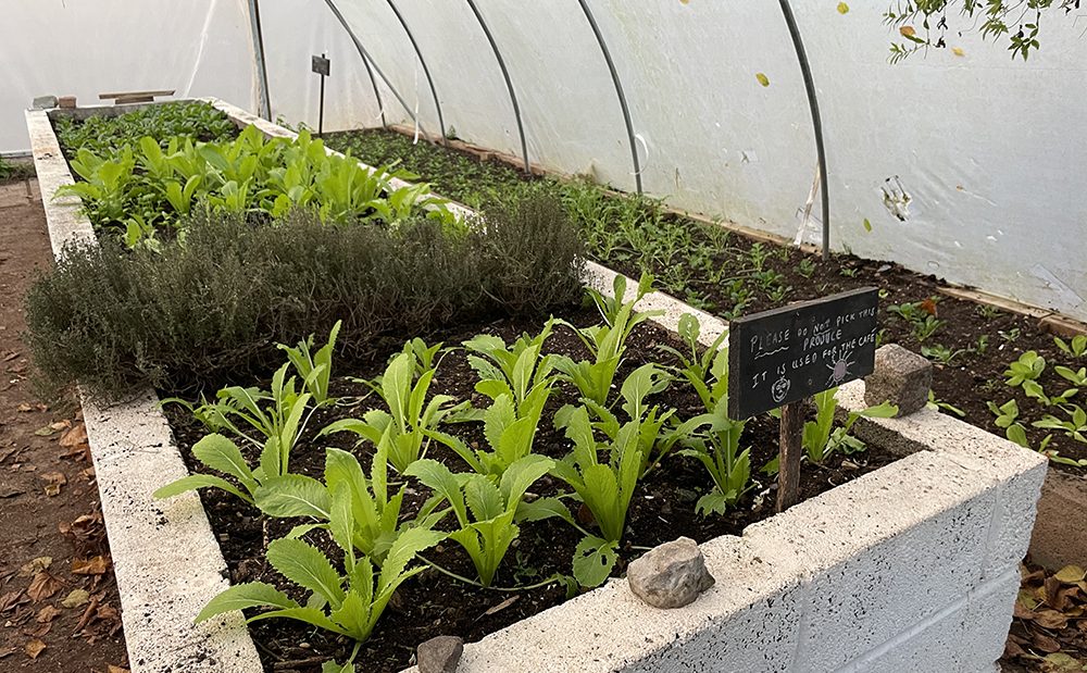 Windmill Hill City Farm polytunnel