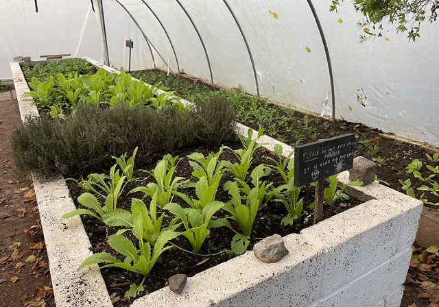Windmill Hill City Farm polytunnel