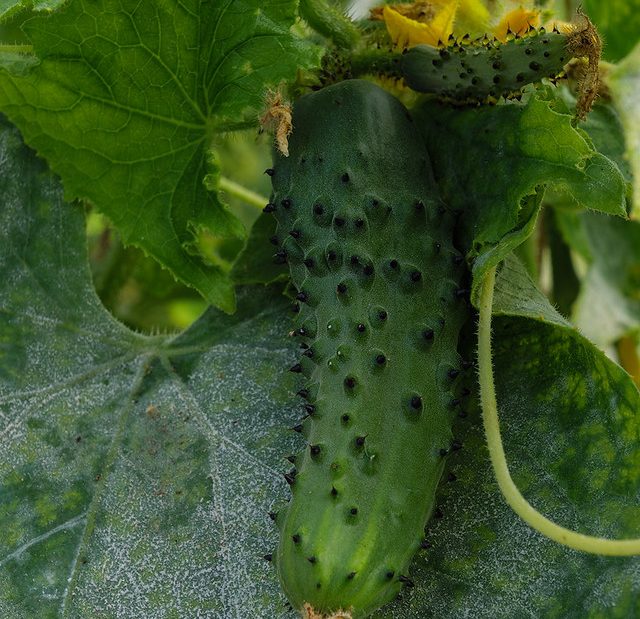 Cucumber at Grow Wilder's Get Growing Trail open day 2022