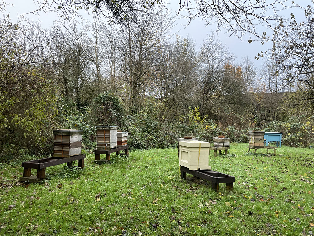 Bee hives 