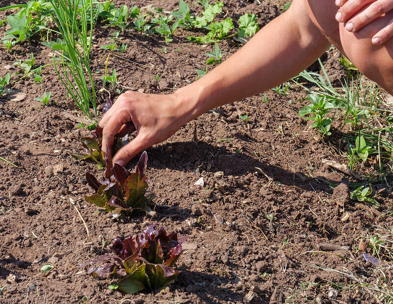 Hand picking lettuce out of the ground
