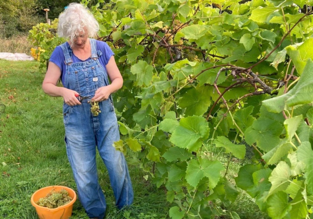 Harvesting grapes at Limeburn Hill Vineyard