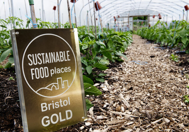 Gold award in a polytunnel!